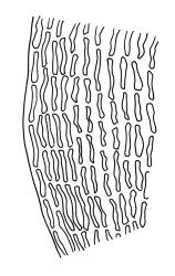 Macromitrium orthophyllum, basal cells at margin.
 Image: R.C. Wagstaff © All rights reserved. Redrawn with permission from Vitt (1983). 